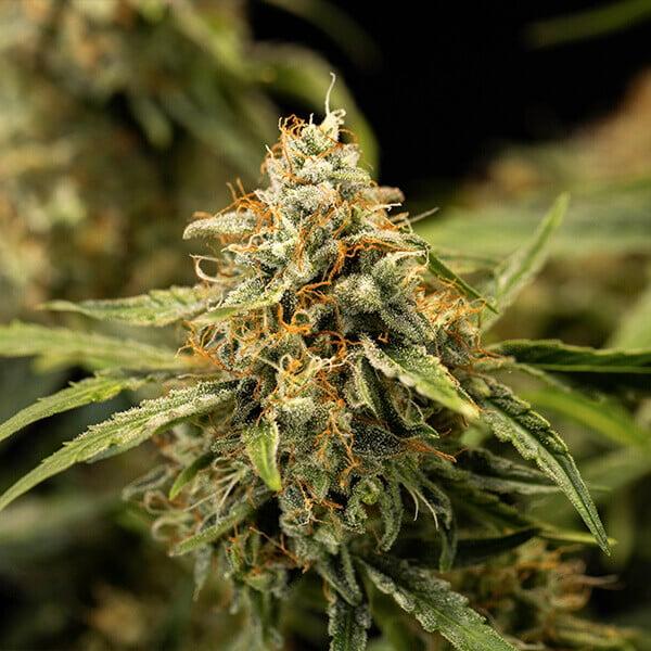 Samen 3x Medusa F1 Automatik Royalqueenseeds